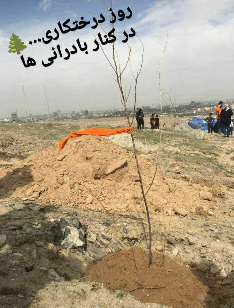 شهردار مشهد روز درختکاری در جمع بادرانی ها 